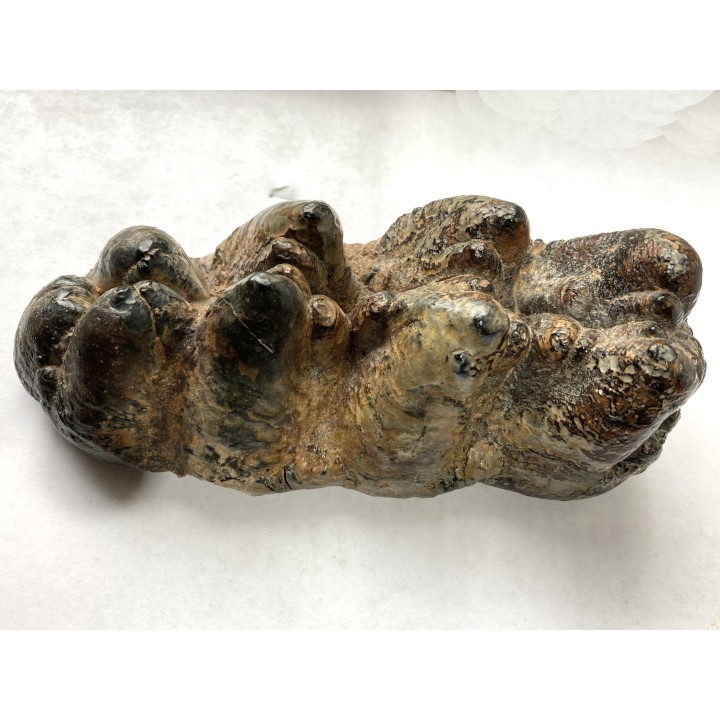 dent de Mastodonte  GOMPHOTERIUM ANGUSTIDENS - Miocene - Tavers - FRANCE