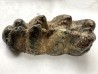 dent de Mastodonte GOMPHOTERIUM ANGUSTIDENS - Miocene - Tavers - FRANCE