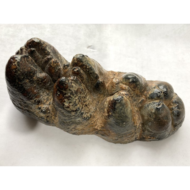 dent de Mastodonte  GOMPHOTERIUM ANGUSTIDENS - Miocene - Tavers - FRANCE