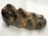 Mastodonte  GOMPHOTERIUM ANGUSTIDENS  Miocene - Tavers - FRANCE