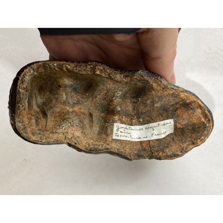 dent de Mastodonte  GOMPHOTERIUM ANGUSTIDENS - Miocene - Tavers - FRANCE