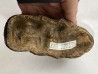 dent de Mastodonte GOMPHOTERIUM ANGUSTIDENS - Miocene - Tavers - FRANCE