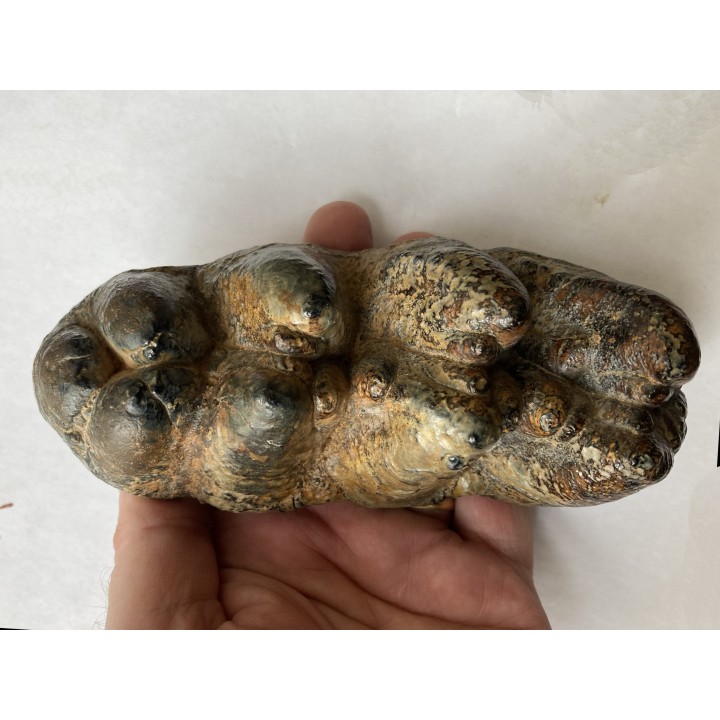 dent de Mastodonte  GOMPHOTERIUM ANGUSTIDENS - Miocene - Tavers - FRANCE