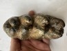 dent de Mastodonte GOMPHOTERIUM ANGUSTIDENS - Miocene - Tavers - FRANCE