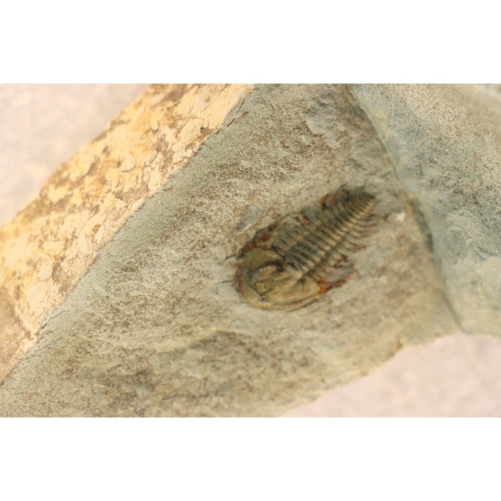 Pseudosaukianda lata