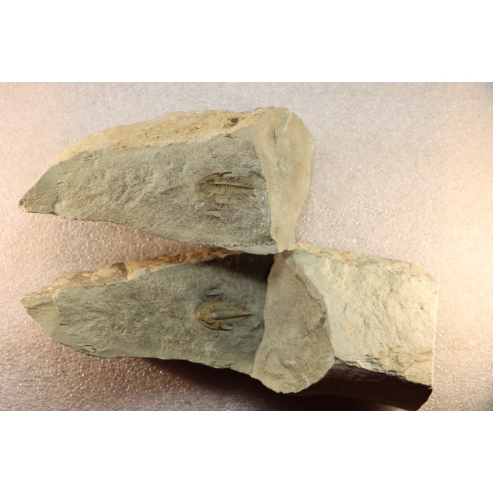 Pseudosaukianda lata - cambrien inferieur - region des Issafen - maroc