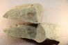 Pseudosaukianda lata - cambrien inferieur - region des Issafen - maroc