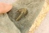 Pseudosaukianda lata
