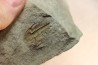 Pseudosaukianda lata