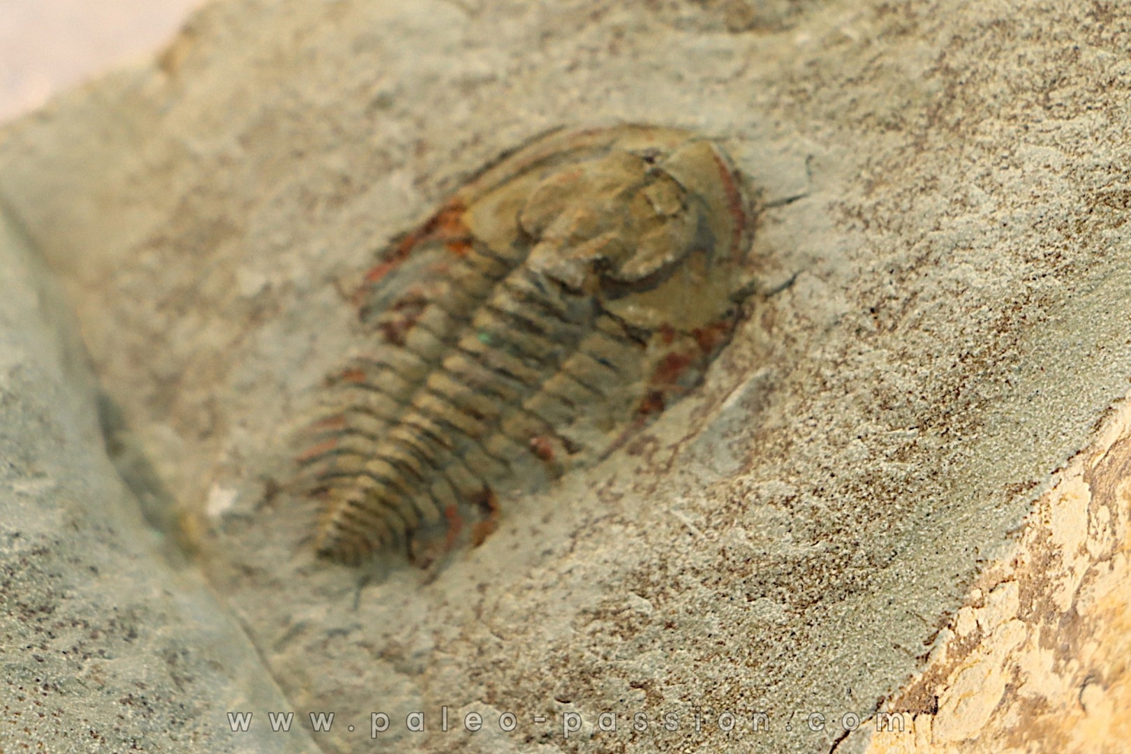 Pseudosaukianda lata - cambrien inferieur - region des Issafen - maroc