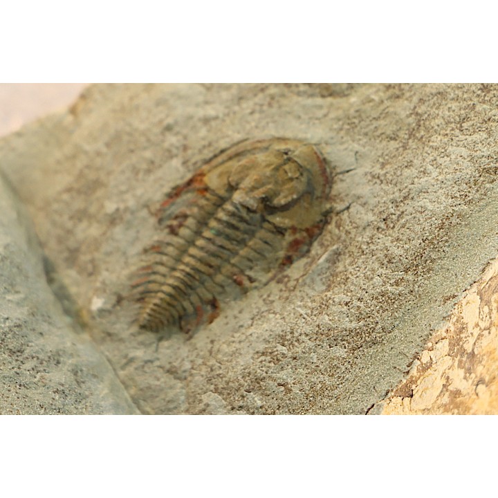 Pseudosaukianda lata