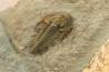 Pseudosaukianda lata - cambrien inferieur - region des Issafen - maroc