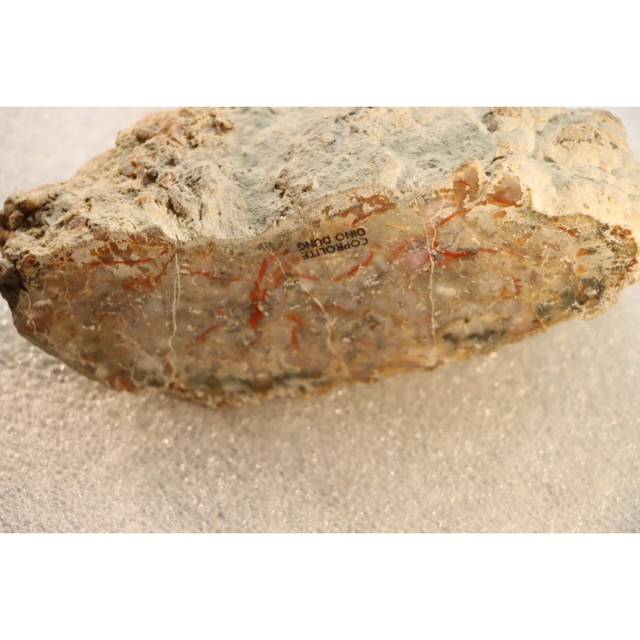 dinosaur coprolithe - jurassic - Morrison Formation