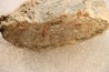dinosaur coprolithe - jurassic - Morrison Formation