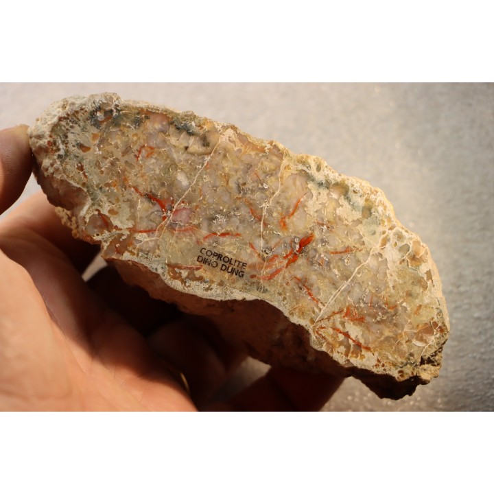 coprolithe de dinosaure - jurassique - Morrison Formation