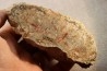 dinosaur coprolithe - jurassic - Morrison Formation