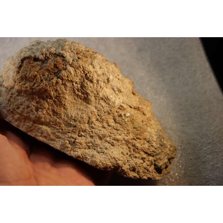 coprolithe de dinosaure - jurassique - Morrison Formation