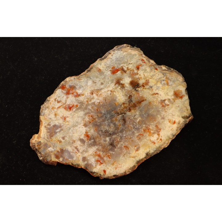 dinosaur coprolithe - jurassic - Morrison Formation
