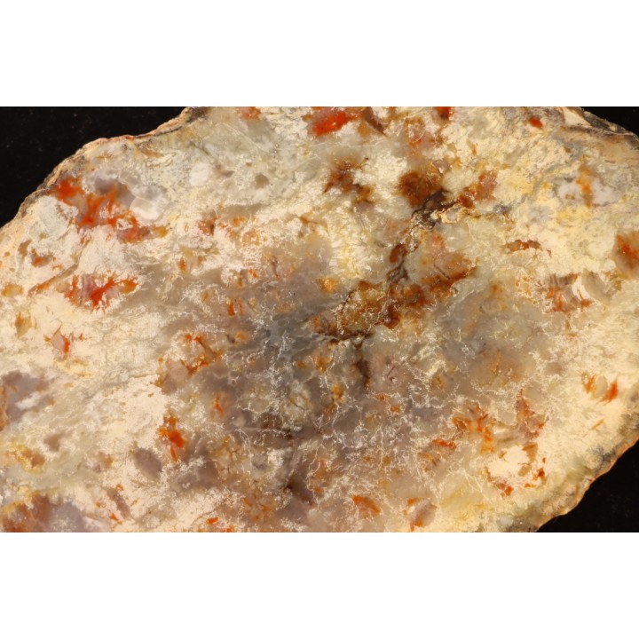 dinosaur coprolithe - jurassic - Morrison Formation