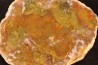coprolithe de dinosaure - jurassique - Morrison Formation