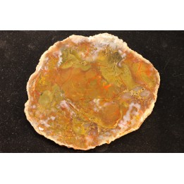 coprolithe de dinosaure - jurassique - Morrison Formation
