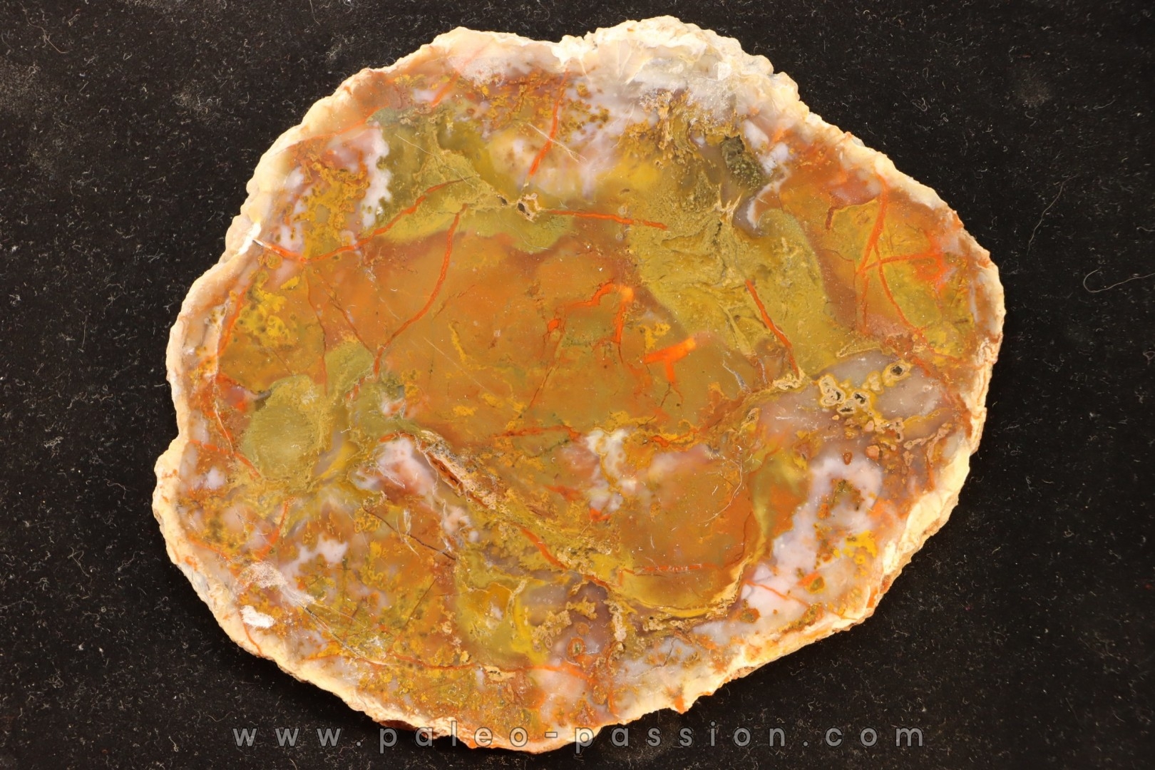 coprolithe de dinosaure - jurassique - Morrison Formation