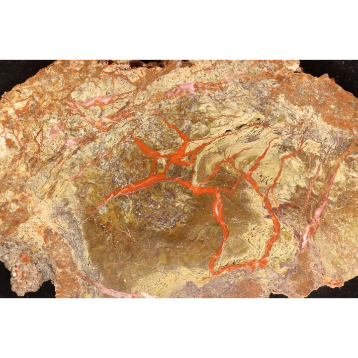 coprolithe de dinosaure - jurassique - Morrison Formation