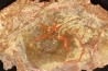 coprolithe de dinosaure - jurassique - Morrison Formation