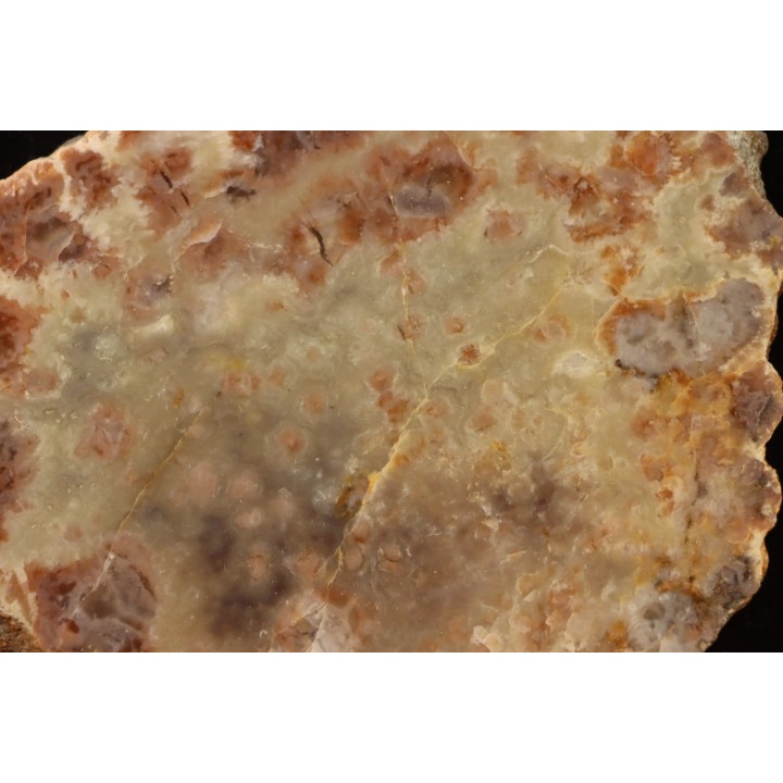 coprolithe de dinosaure - jurassique - Morrison Formation