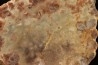 dinosaur coprolithe - jurassic - Morrison Formation