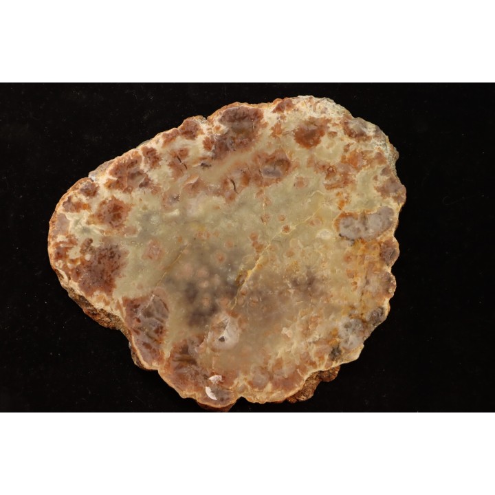 coprolithe de dinosaure - jurassique - Morrison Formation