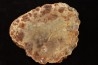 coprolithe de dinosaure - jurassique - Morrison Formation