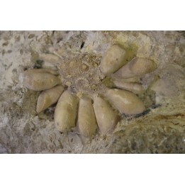 Pseudocidaris mammosa - Kimmeridgien - Angoulins, FRANCE