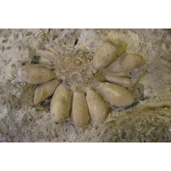 Pseudocidaris mammosa - Kimmeridgien - Angoulins, FRANCE