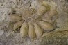 Pseudocidaris mammosa - Kimmeridgien - Angoulins, FRANCE