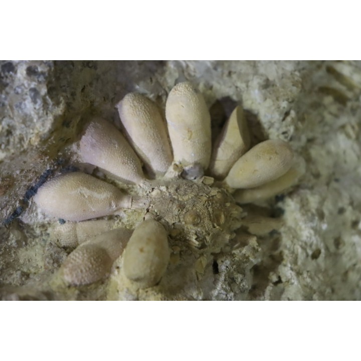 Pseudocidaris mammosa - Kimmeridgien - Angoulins, FRANCE