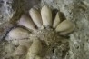 Pseudocidaris mammosa - Kimmeridgien - Angoulins, FRANCE