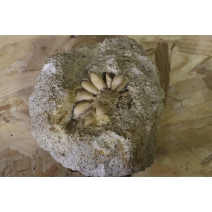 Pseudocidaris mammosa - Kimmeridgien - Angoulins, FRANCE