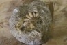 Pseudocidaris mammosa - Kimmeridgien - Angoulins, FRANCE
