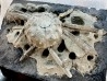 Rhabdocidaris orbignyana - kimmeridgien - les boucholeurs, FRANCE