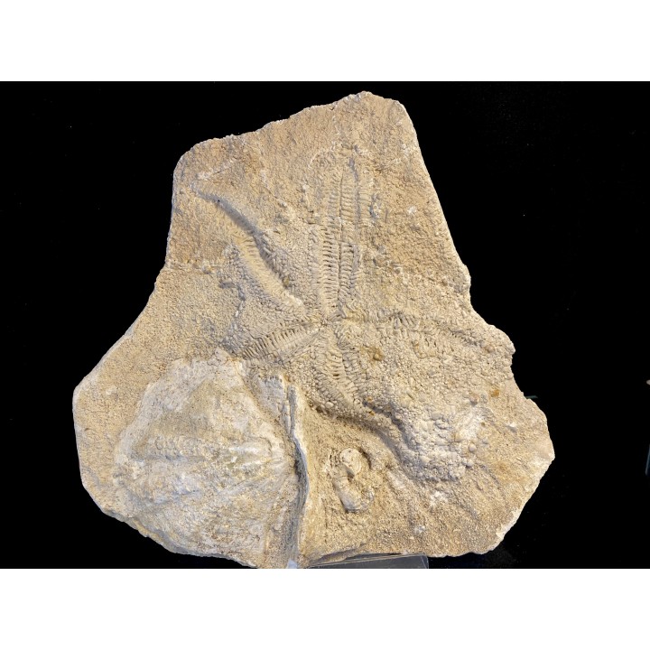 starfish -  miocene  Lacoste, France