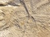 starfish -  miocene  Lacoste, France