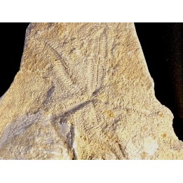 starfish -  miocene  Lacoste, France