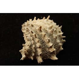 Crepidula (bostrycapulus) chamnessi  Pliocene  Fort drum crystal mine, Floride, USA