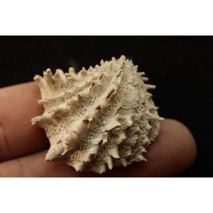 Crepidula (bostrycapulus) chamnessi  Pliocene  Fort drum crystal mine, Floride, USA