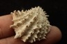 Crepidula (bostrycapulus) chamnessi - Pliocene - Fort drum crystal mine, Florida, USA