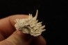 Crepidula (bostrycapulus) chamnessi - Pliocene - Fort drum crystal mine, Florida, USA