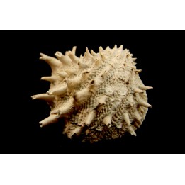 Crepidula (bostrycapulus) chamnessi - Pliocene - Fort drum crystal mine, Florida, USA