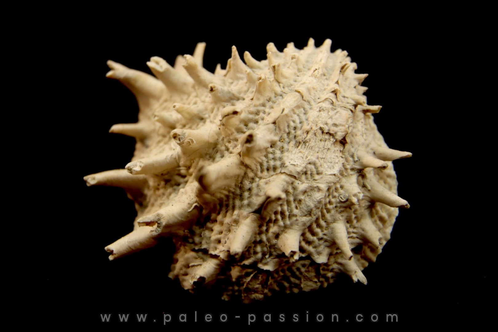 Crepidula (bostrycapulus) chamnessi - Pliocene - Fort drum crystal mine, Florida, USA