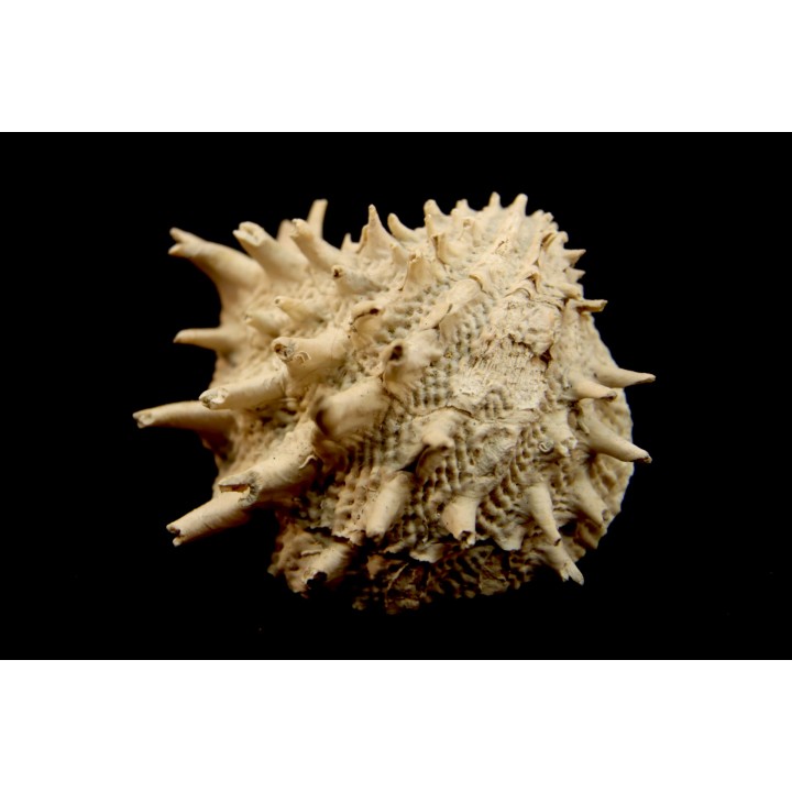 Crepidula (bostrycapulus) chamnessi - Pliocene - Fort drum crystal mine, Florida, USA